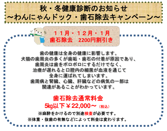 わんにゃんドック・歯石除去
