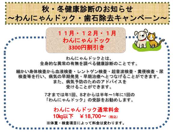 わんにゃんドック・歯石除去